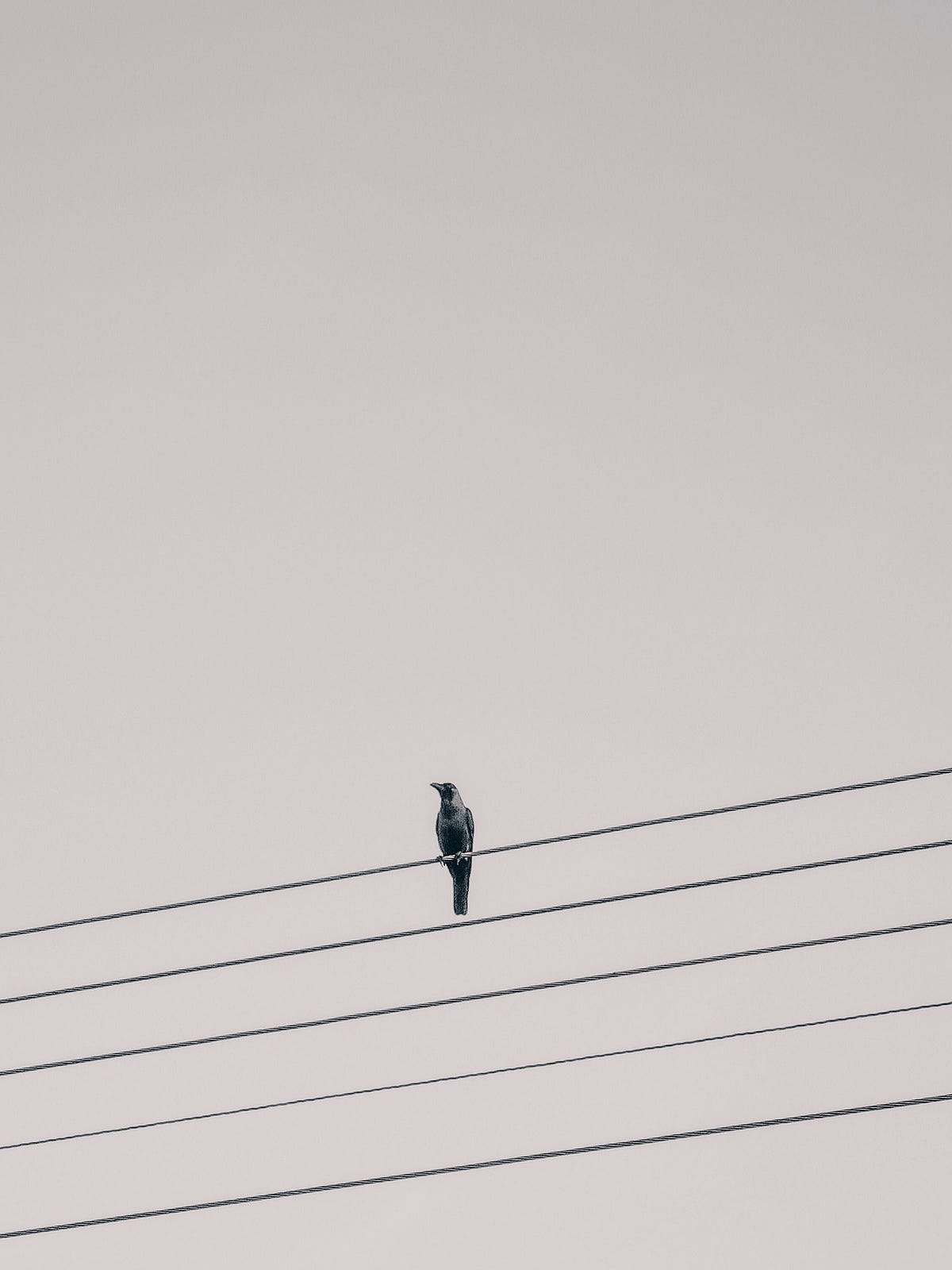 Why Do Birds Perch on Electrical Wires: Fascinating Insights