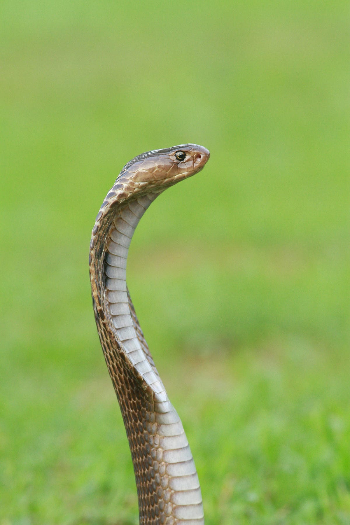 Python’s dataclasses.replace() – A Hidden Gem for Immutable Data Handling! 🚀🐍