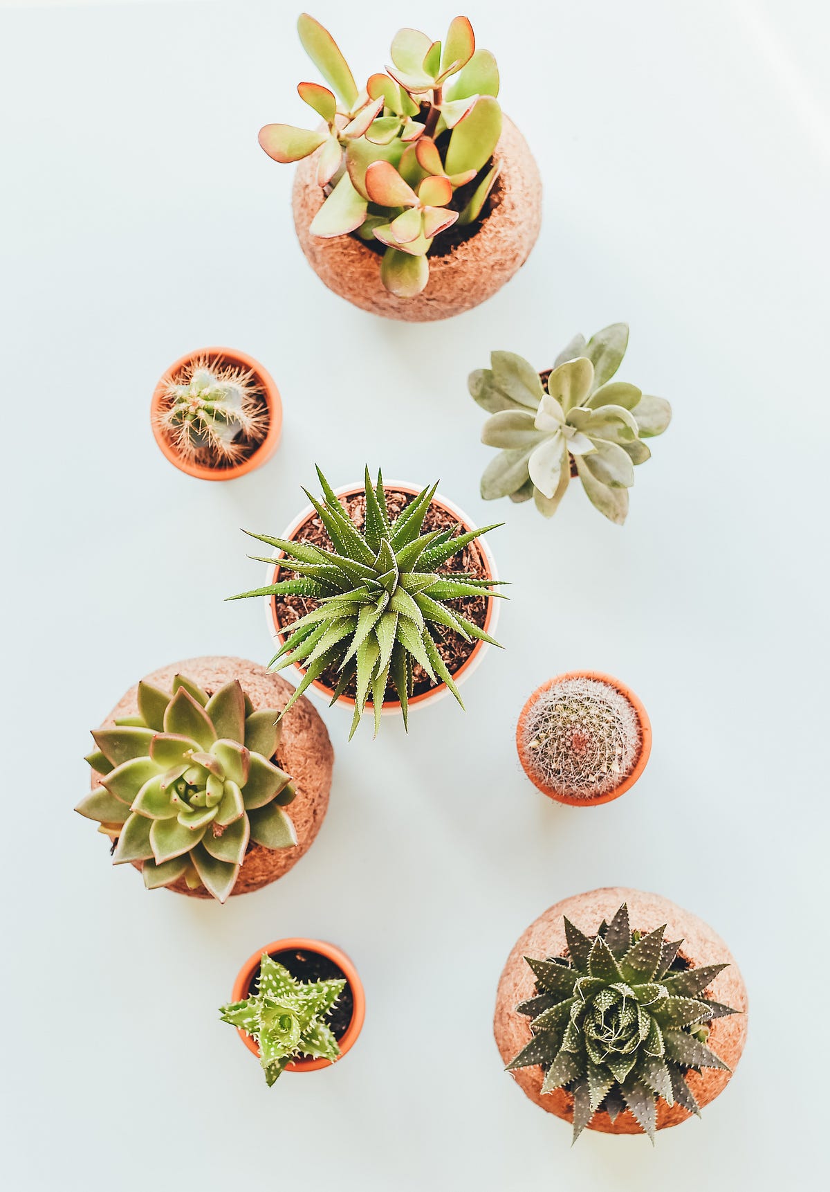 5 Air Purifying Succulents Every House Needs. | by Naseera | Medium