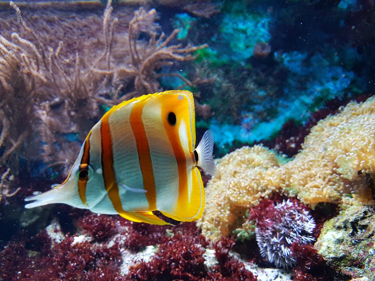 The 28 Best Saltwater Fish for Beginners
