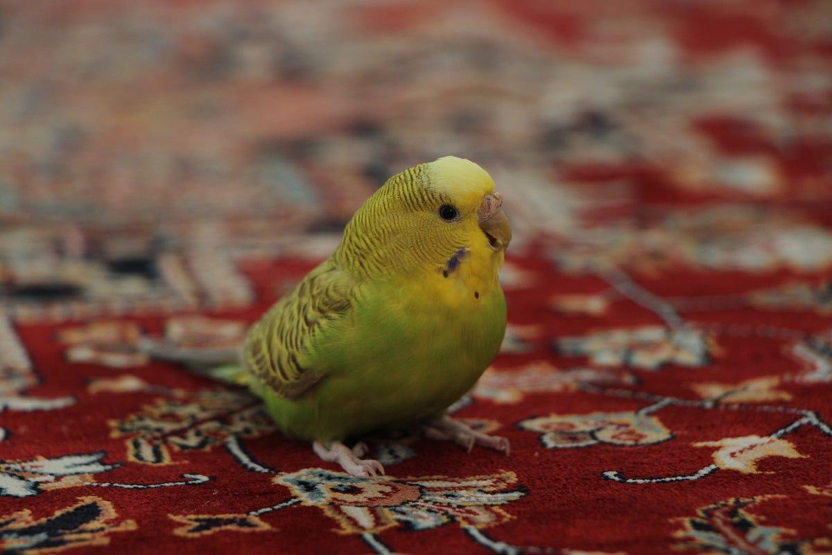 Lovebirds hotsell and parakeets