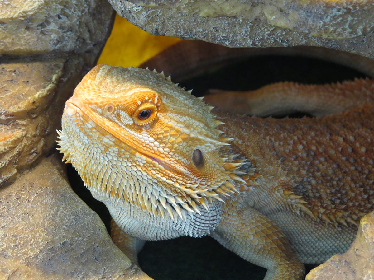 Can Bearded Dragons Eat Spinach?. Bearded dragons get protein from