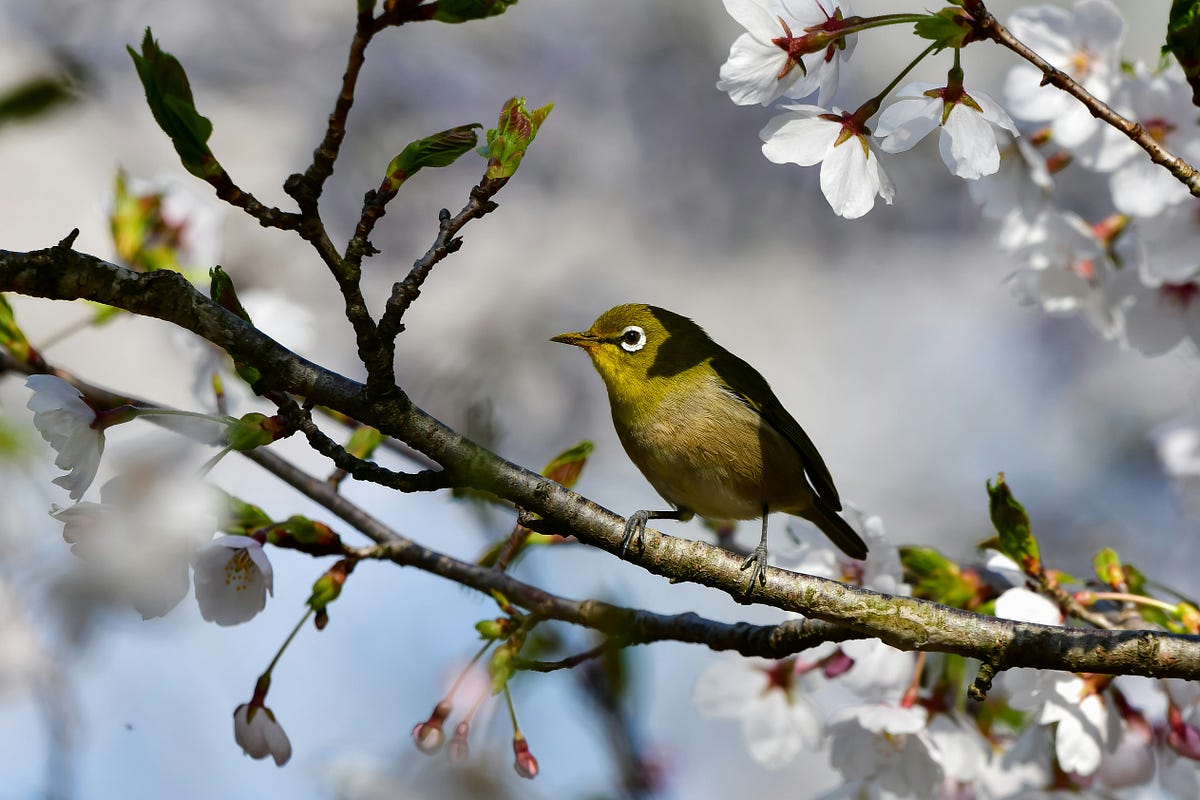 Advanced Time Series Forecasting With sktime