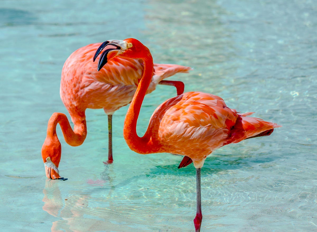 When you think of flamingos, you think of an elegant! | by wildacious