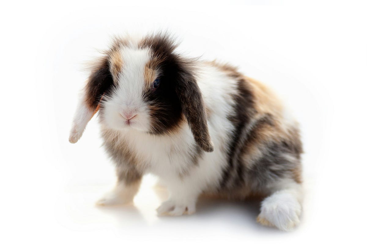 My Views On The Purchase Of A Rabbit r1 | by Tom Welsh | Medium