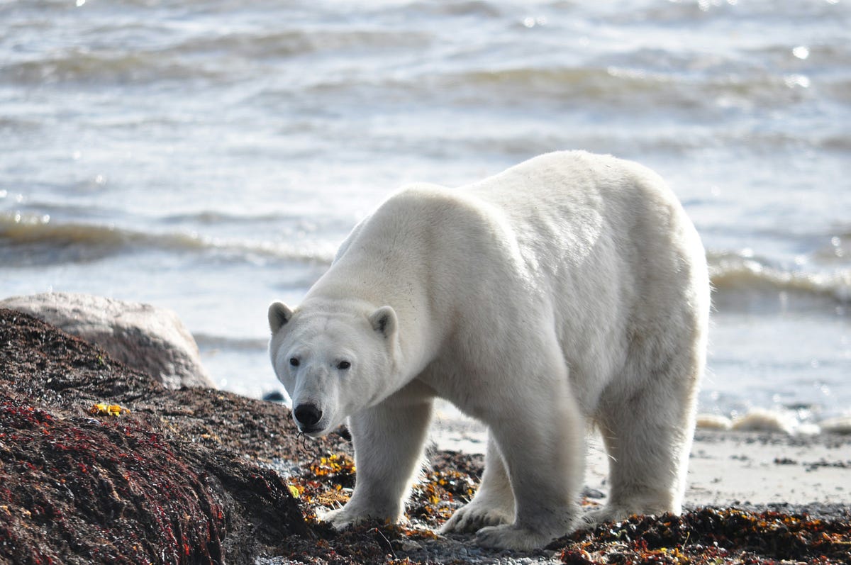How to read a sustainability report: the climate section continued (part 3/n)