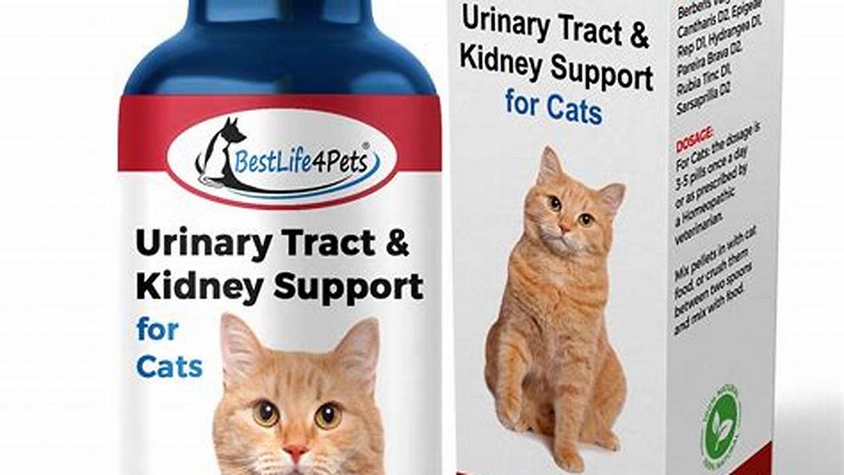 Unveiling the Secrets of Cat Urinary Tract Infection Medicine ...