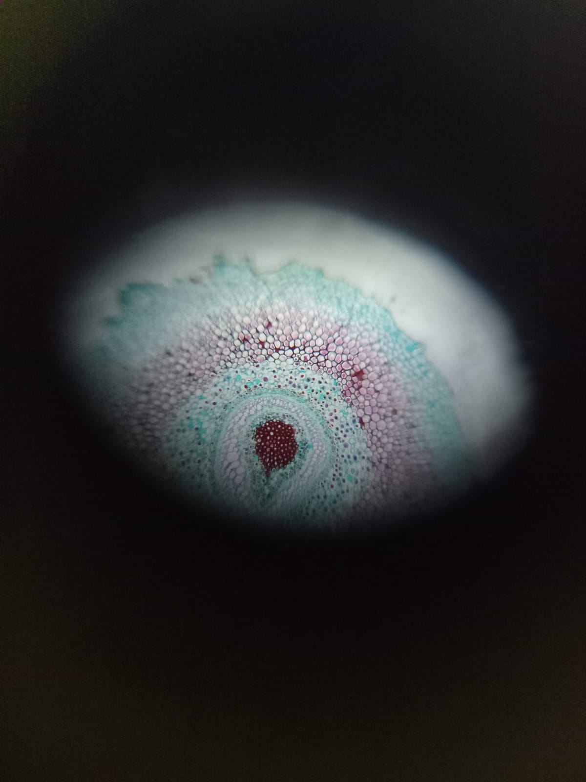 Exploring the Microcosmos: A Microscope Which Can Fit Into Your Pocket ...