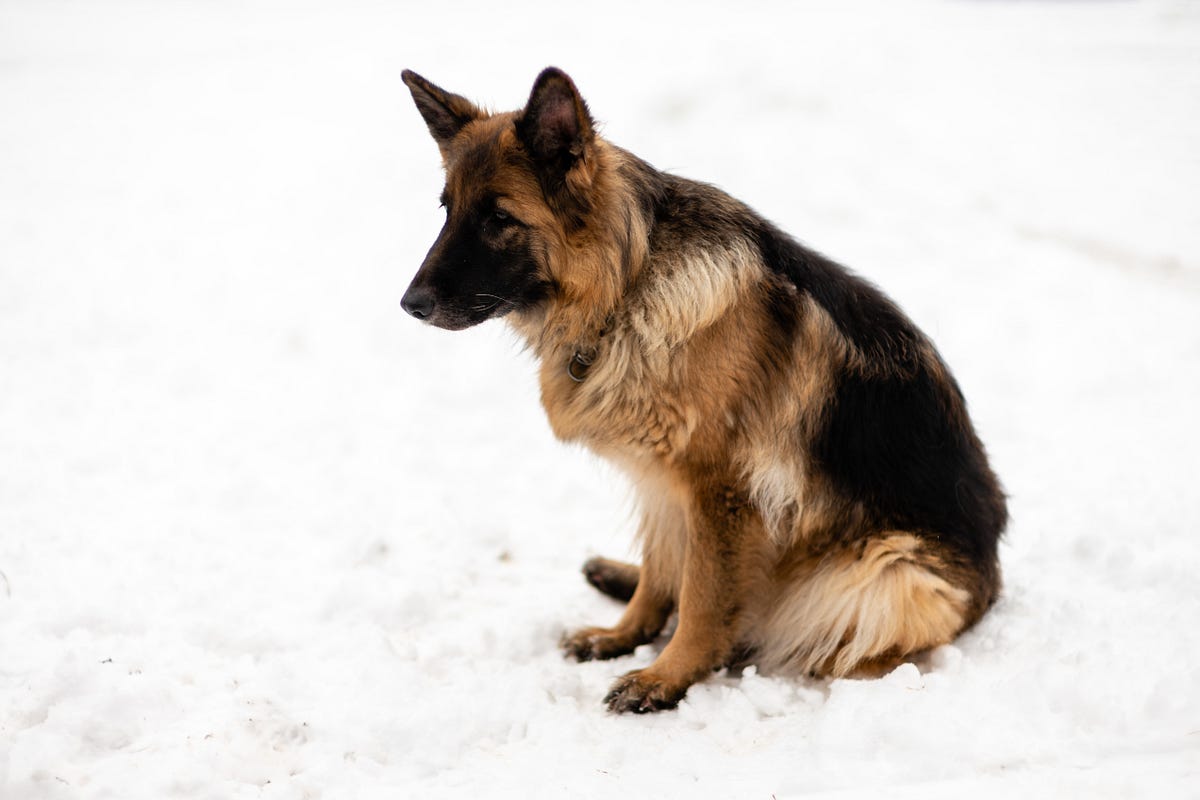 Common german shepherd sales allergies