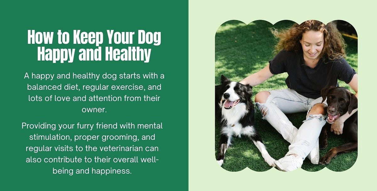 How to Keep Your Dog Happy and Healthy by Vladimir Nascimento Medium