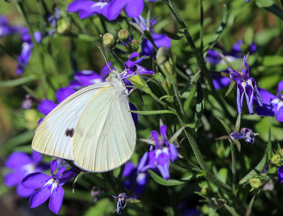 The Mystical Significance of White Butterflies Unveiling Their Meaning