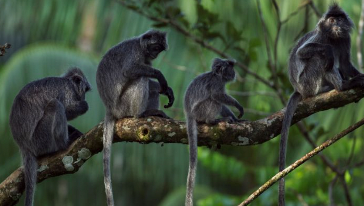 The Mystery Monkey of Borneo. The term 'species' defines a unit of…, by  Elif Akın, The Istanbul Chronicle