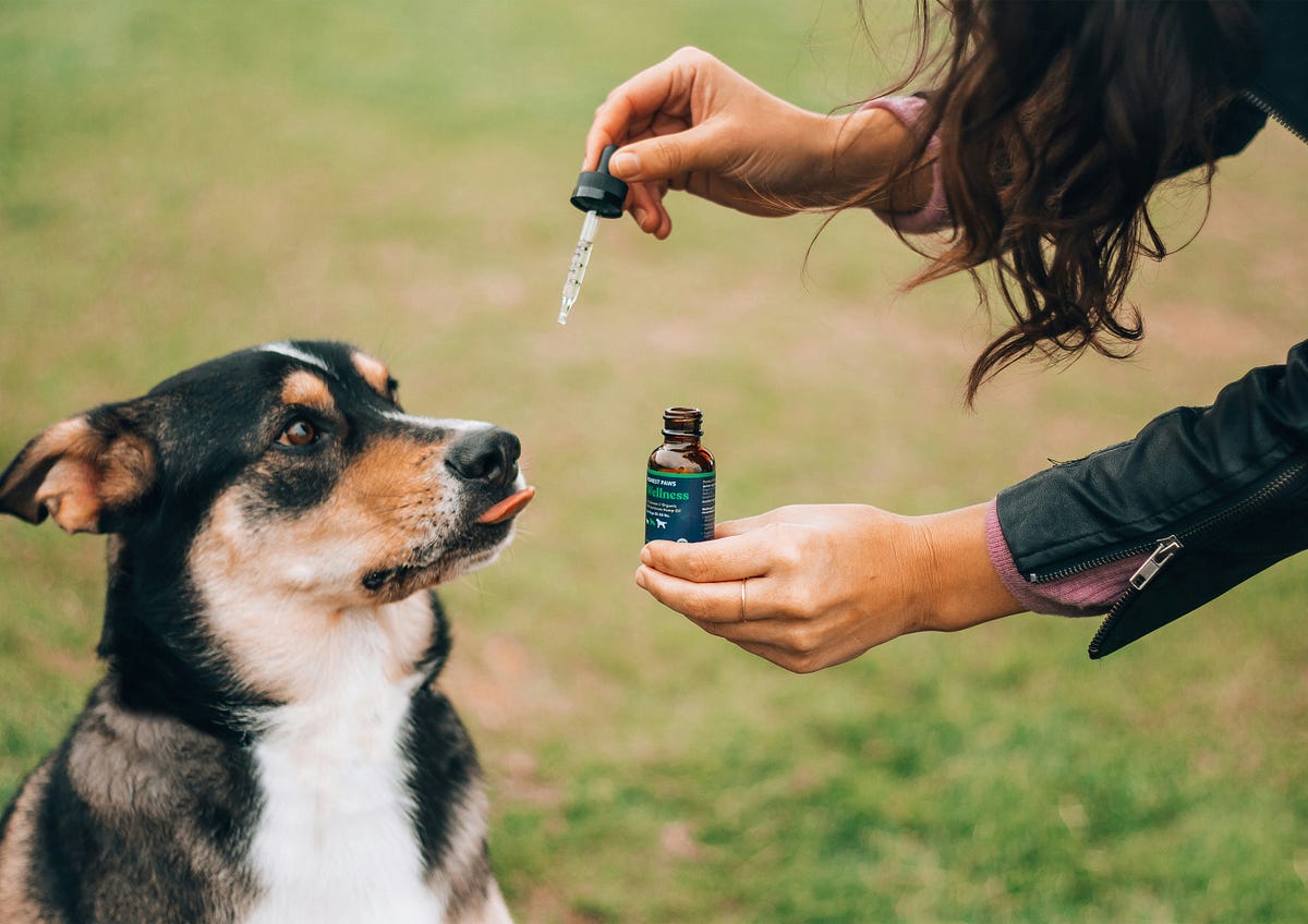 How To Support A Dog’s Emotional Wellbeing When They’re in Pain? by