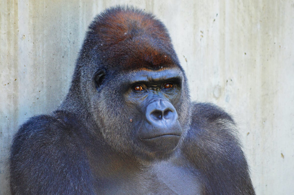 Gorillas Eat Their Poop The Shocking Truth Revealed - lwzng30