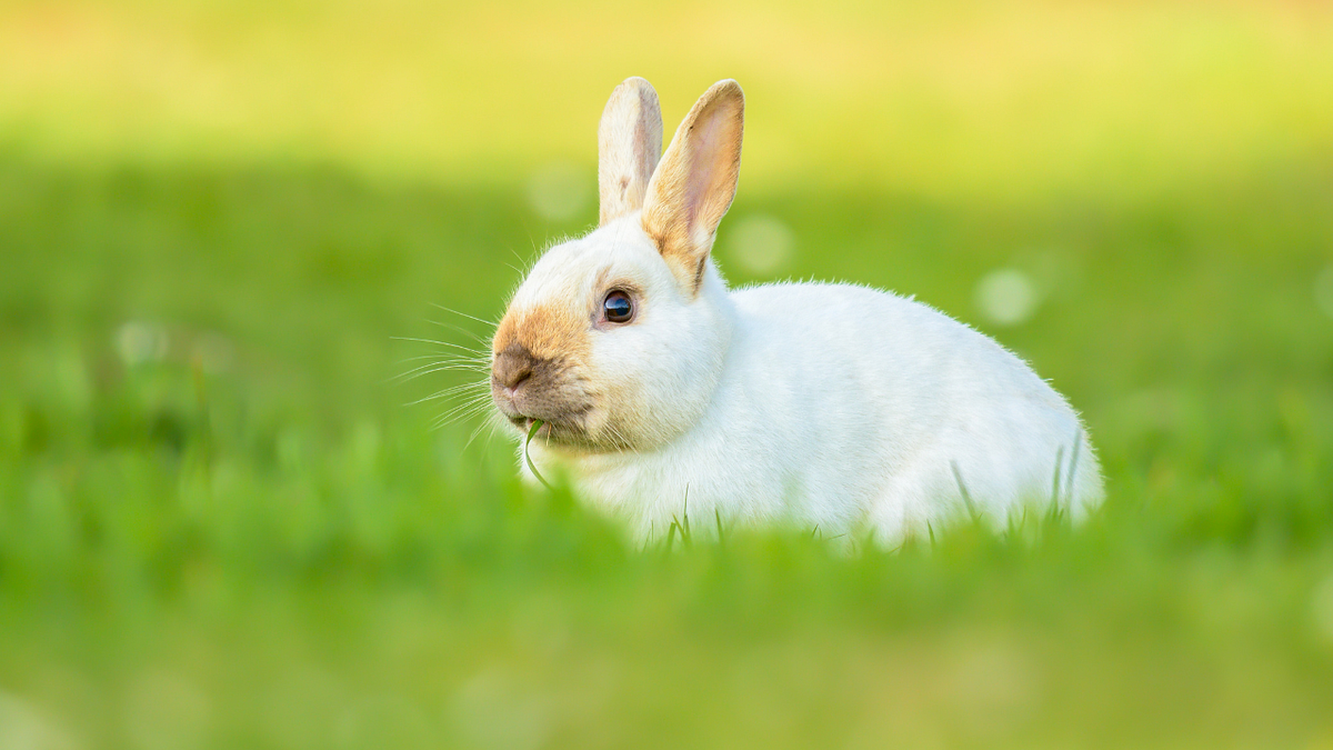 Can Rabbits Eat Stinging Nettles Leaves? by Real Herbs Medium