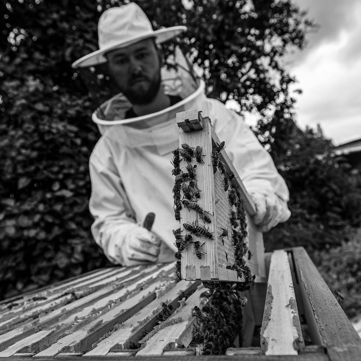 Beekeeper. A fun and educative poem | by Idris Jimoh | Write Under the ...