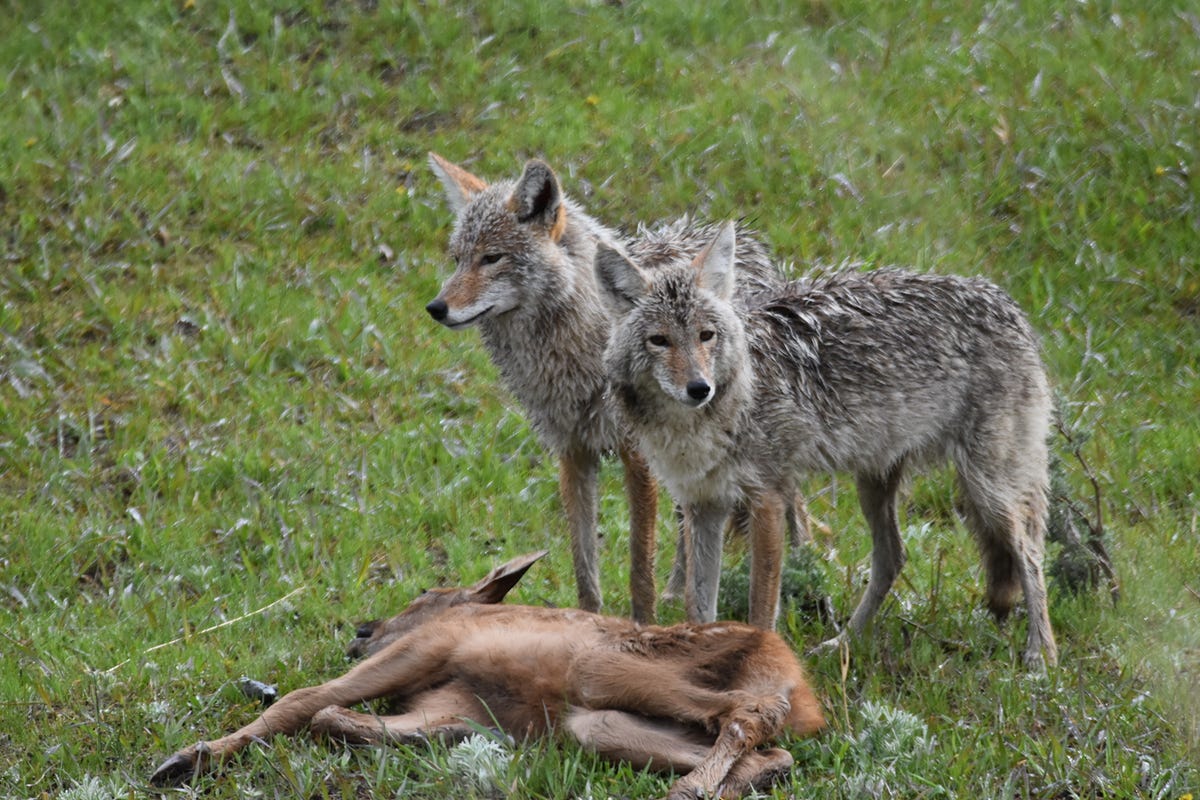 Differences Between Dog Whistles Wolf Whistles And Cat Fights