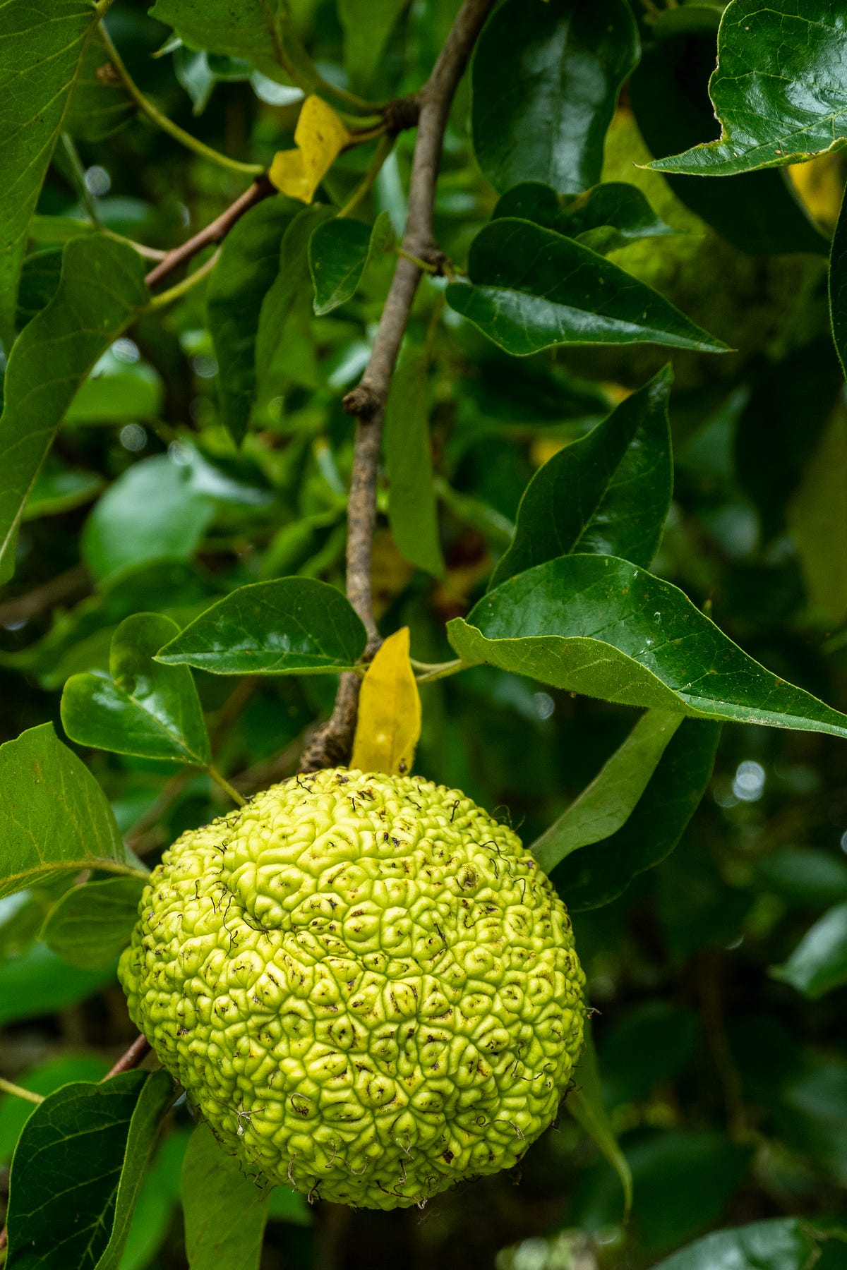 How Do You Like Them (Hedge) Apples?” by Melissa Gouty Garden Glory