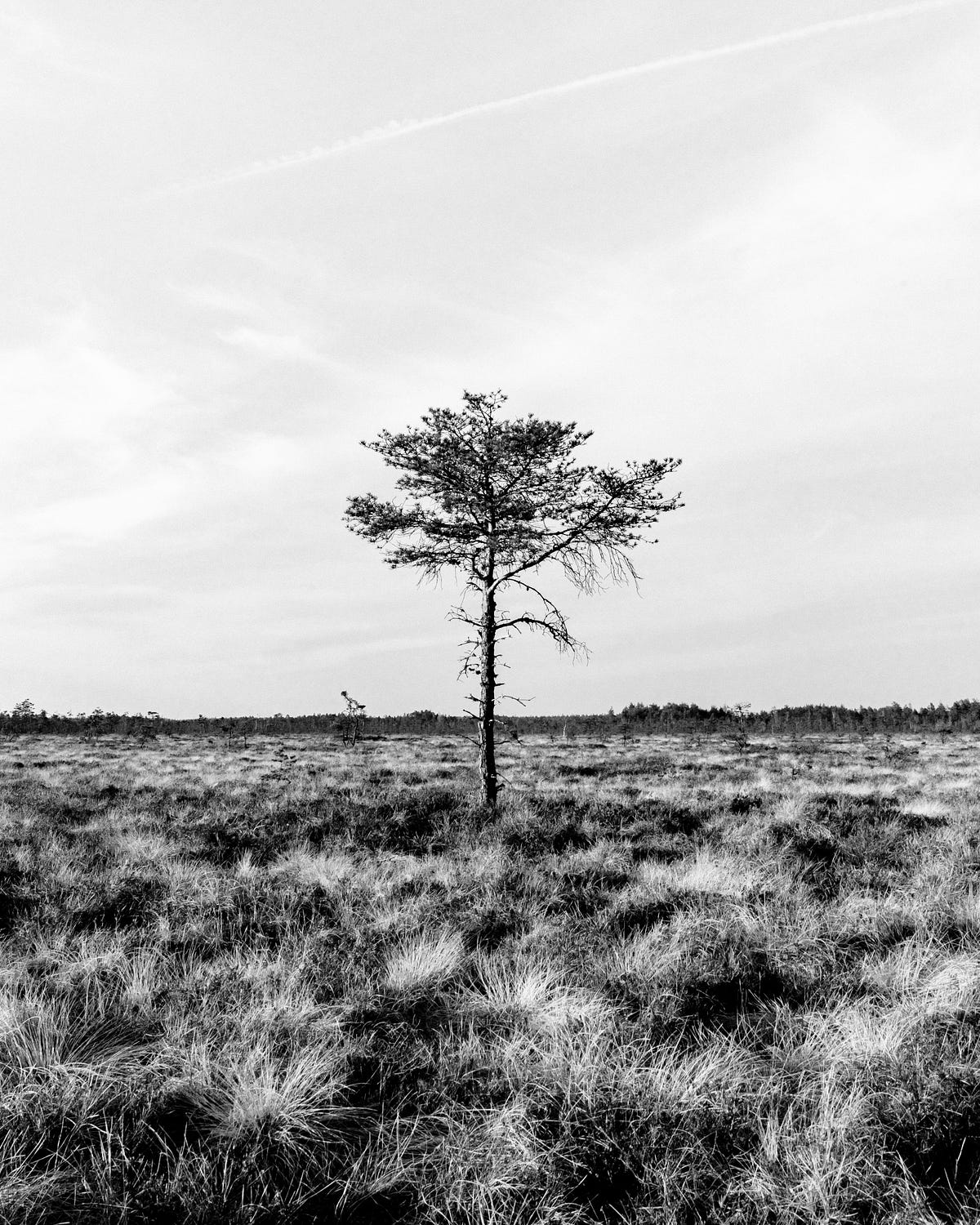 The Lonely Tree Stands Alone. Entah sejak kapan semua ini bermula… by
