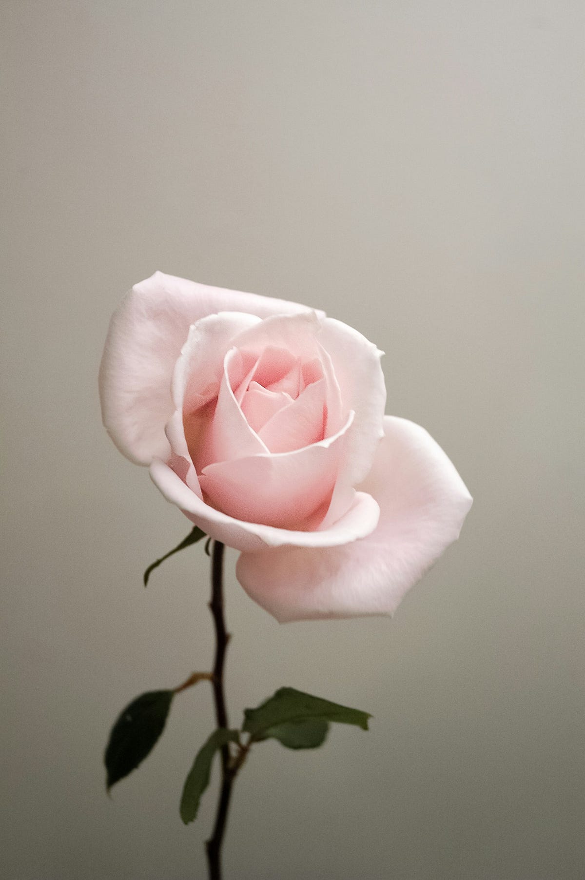 Cabbage Roses: Ideal Varieties For Beginner Gardeners | by John Walker ...