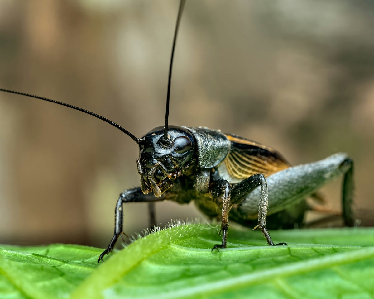 I used to catch and pick up bugs. I was a kid back when I did this | by ...