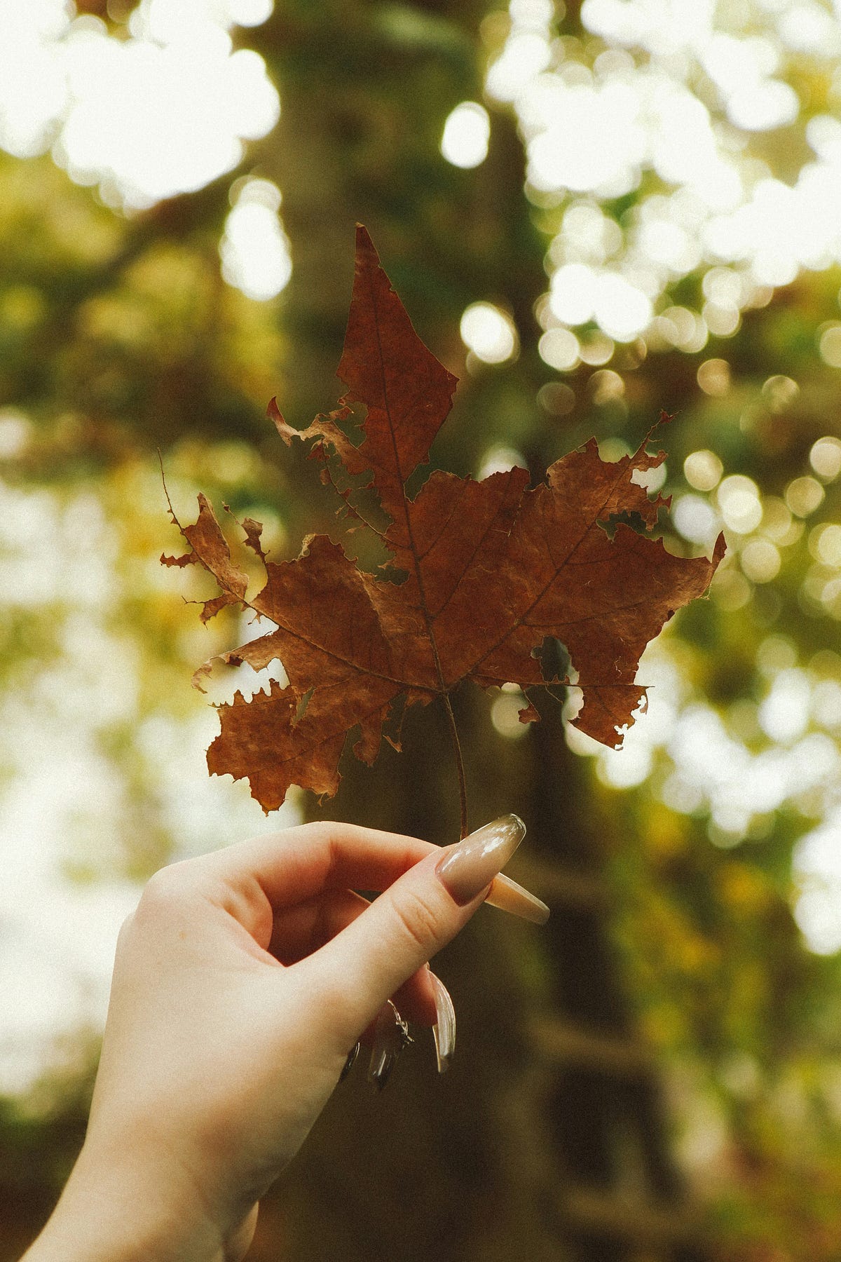 A Falling leaf 🍁. Let the leaf fall 🍁 | by Kaira | Dec, 2024 | Medium