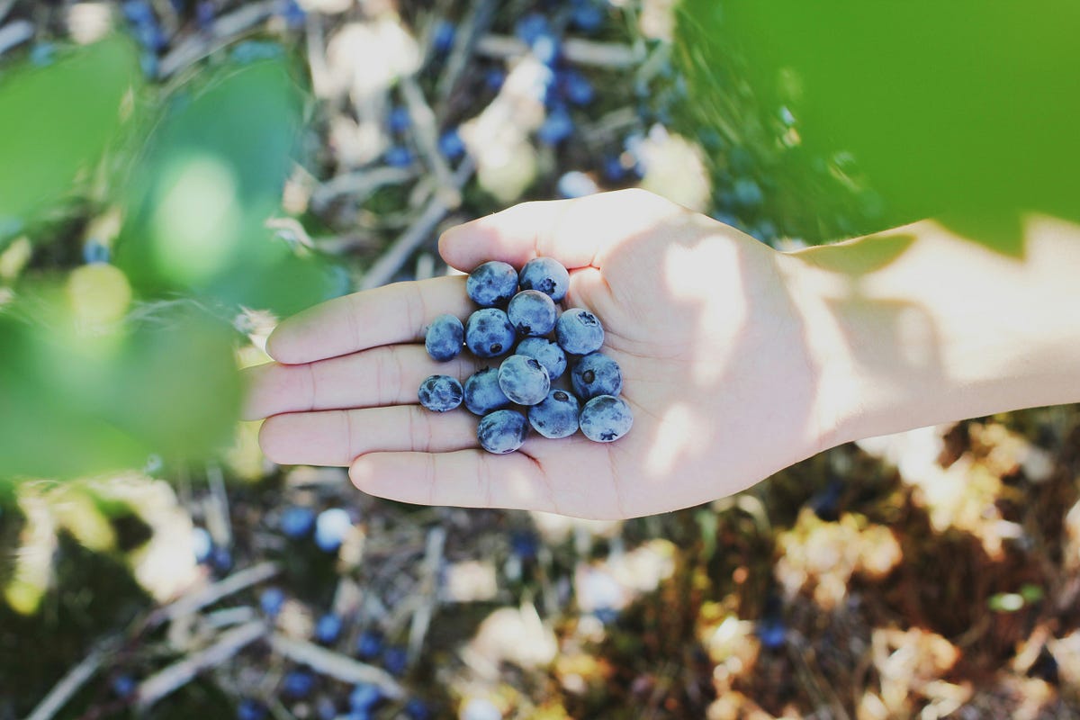 Can You Compost Blueberries? Secrets for Successful Composting by