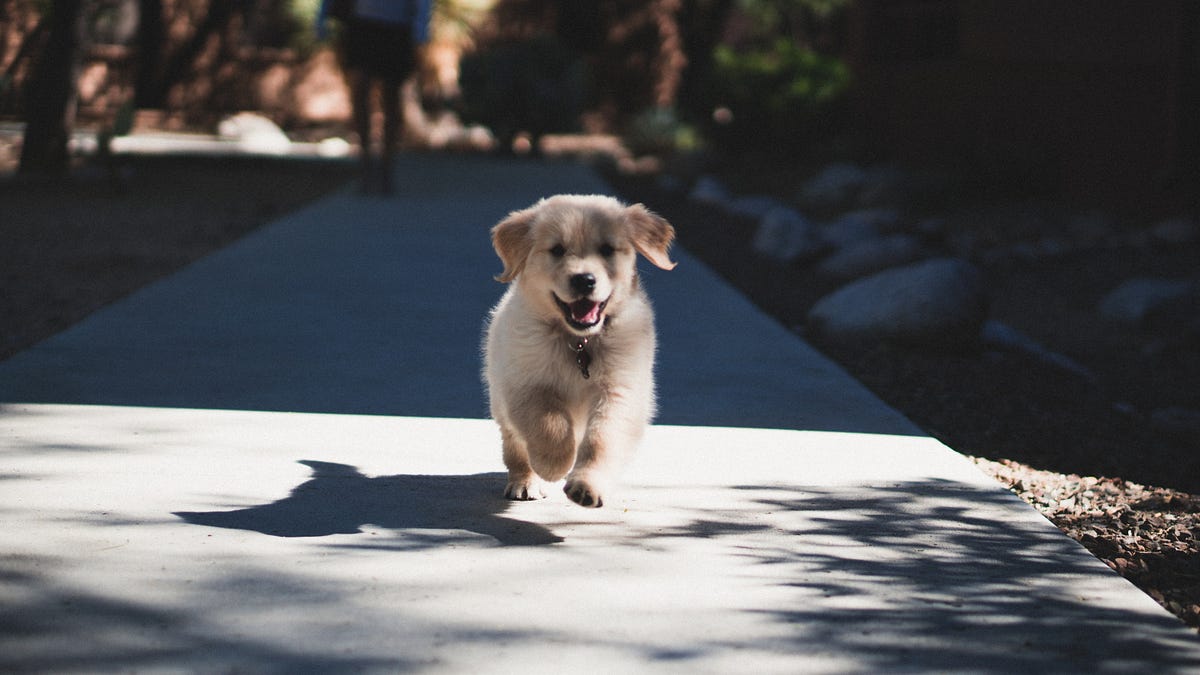 What You Should Consider Before Deciding to Get a Pet Dog - News18