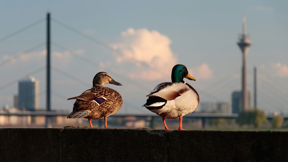 Impact of Cities on Urban Wildlife | by Nima Raychaudhuri | The New ...