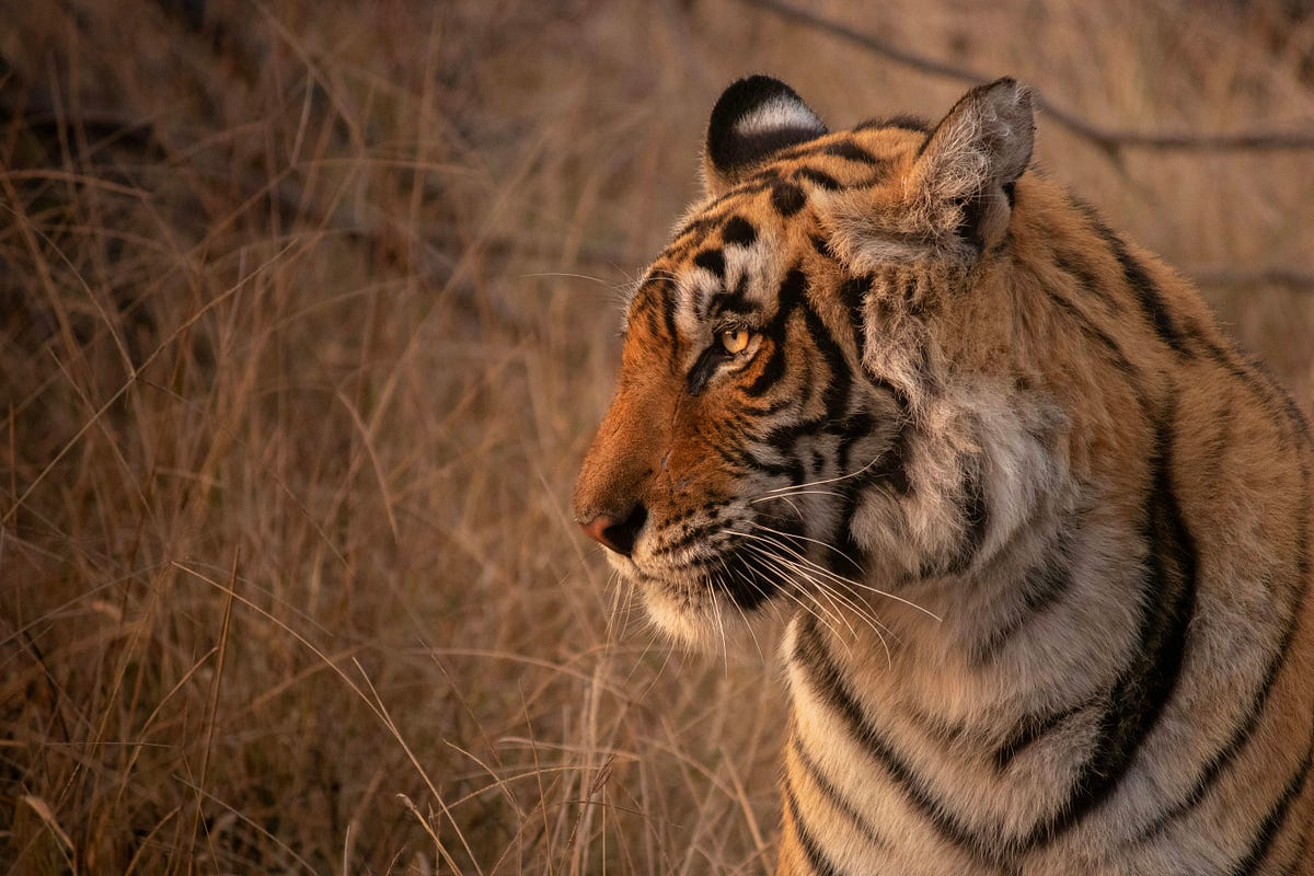 Ranthambore Tiger Safari