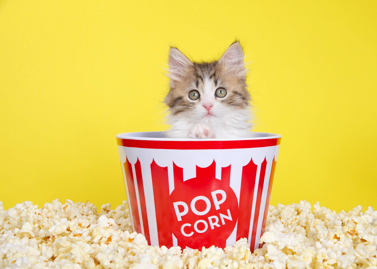 Can Cats Eat Popcorn? Exploring Feline Diets and Snack Safety | by ...