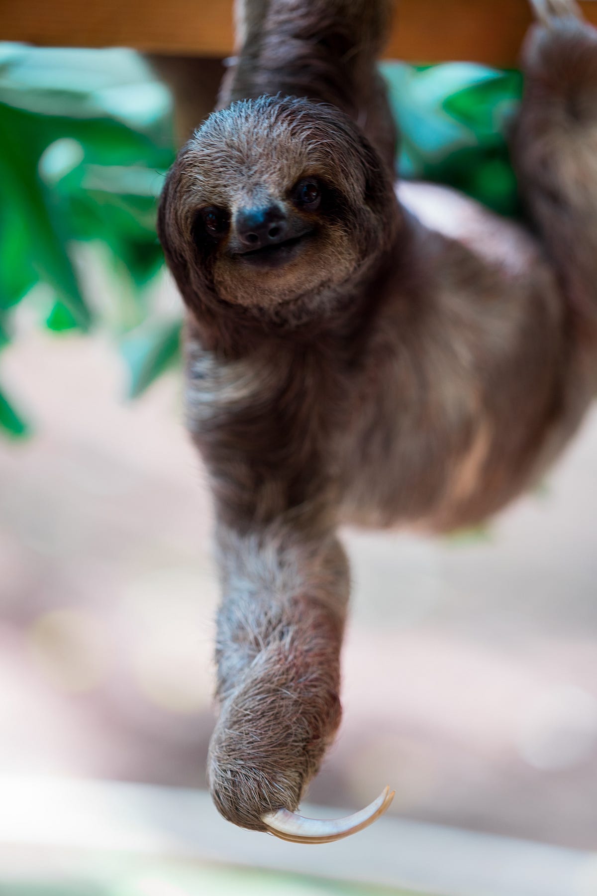 Ever Have a Sloth Day?. The first thing you do on a sloth day… | by ...