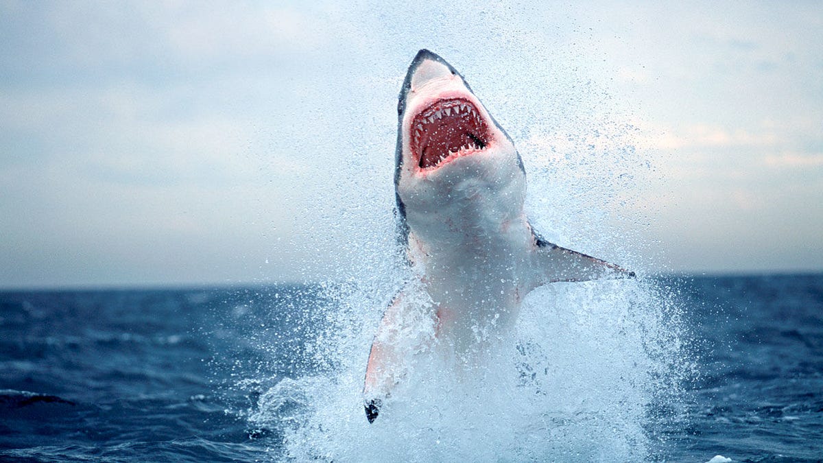 The Extinction of Sharks?. One of the oceans most feared predators