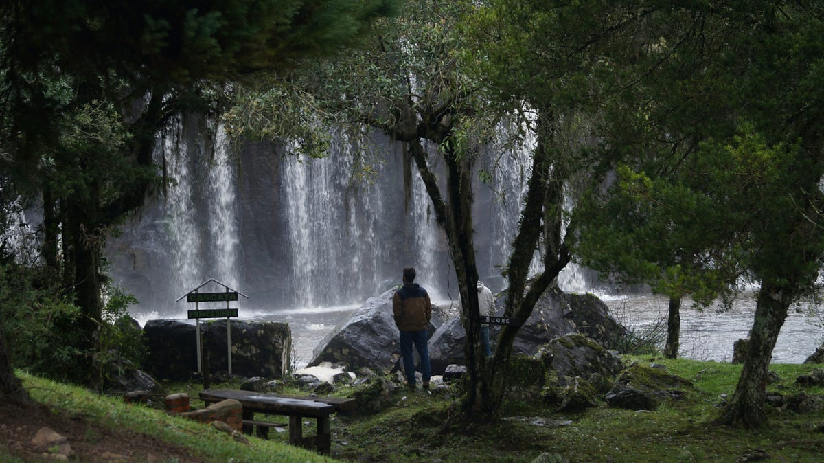 How Spending Time with Trees Can Change Your Life Forever! | by Naushad ...