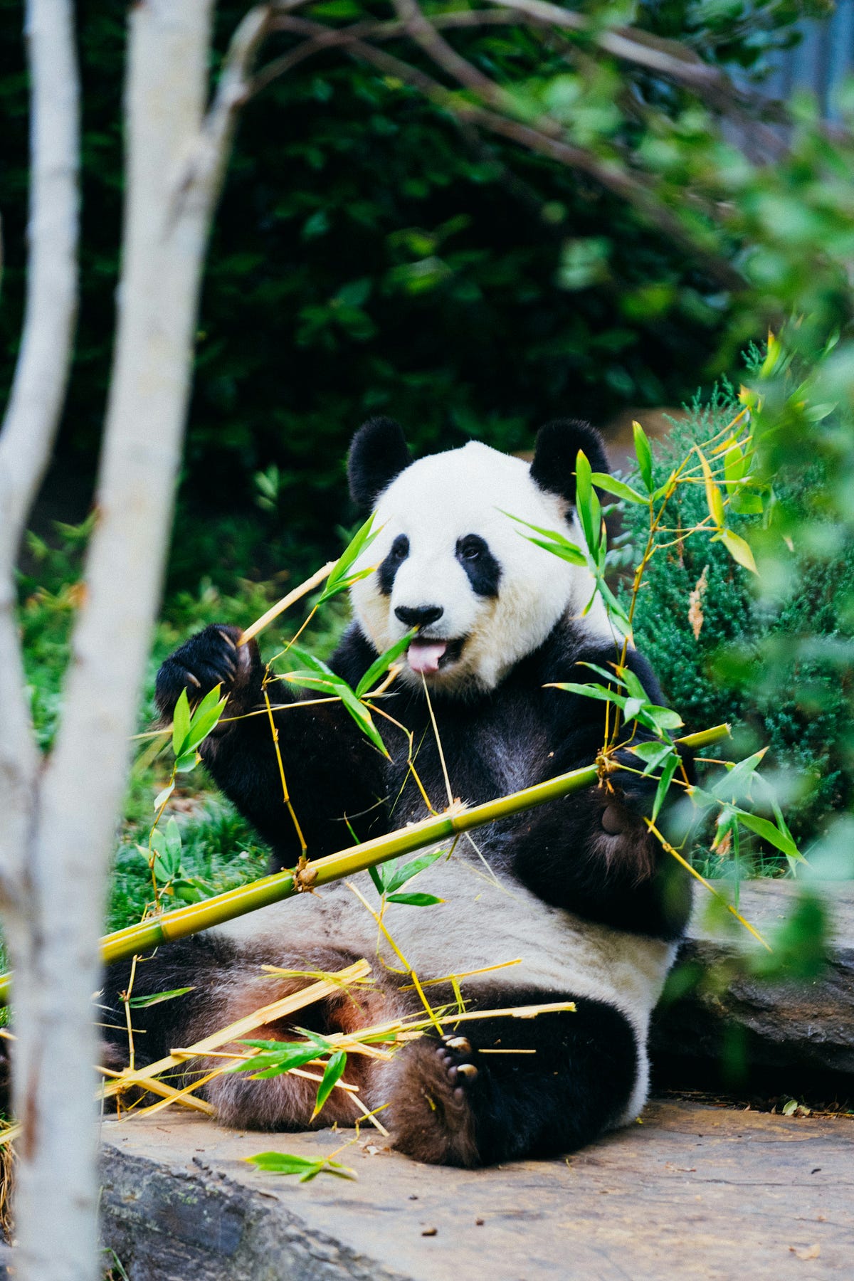 Pandas 101: A Guide to Mastering Python’s Data Superpower | by Debisree ...
