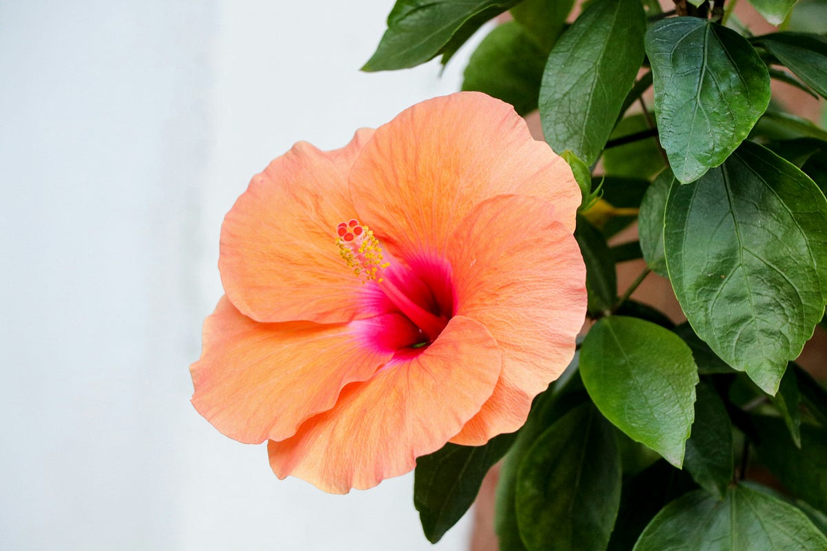 Best Camera For Capturing Flower Details By Sharon Advik Medium 