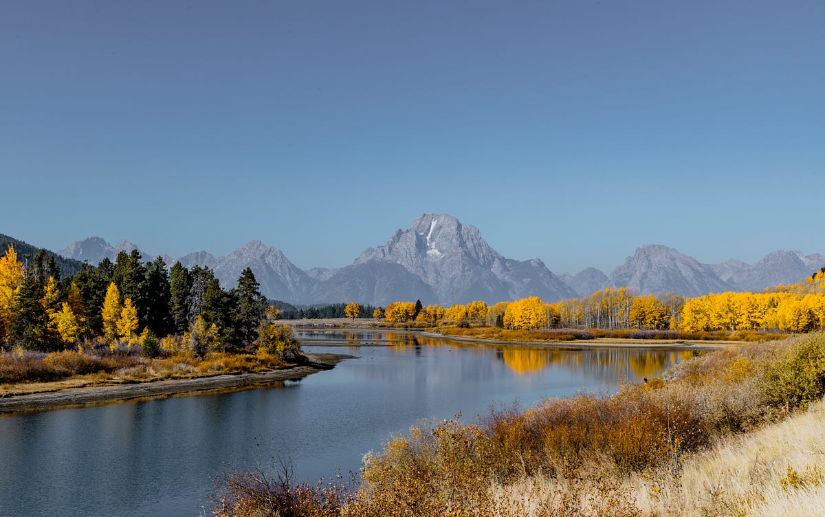 State Tree of Wyoming. The Cottonwood tree by C. L.