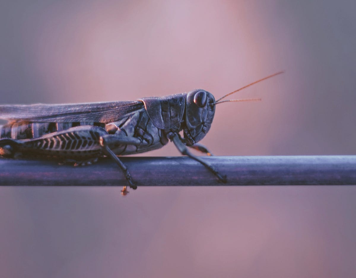 Load Test your Python Application using Locust | by Anand Tripathi ...