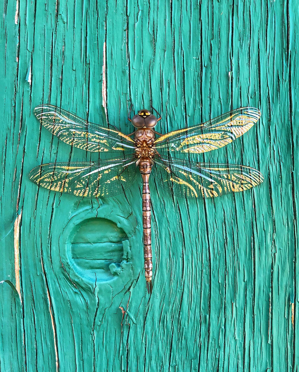 The Dragonfly. What Does The Dragonfly Symbolize by Writes By Tiffany Salon of Light Jul