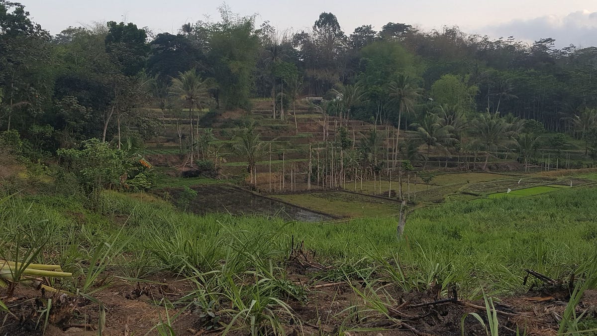 Kampung Living and the Value of Community | by Catherine Krol | Diverse ...