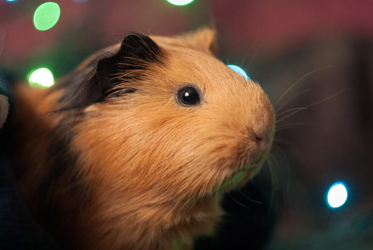 Guinea pig sale scared to death