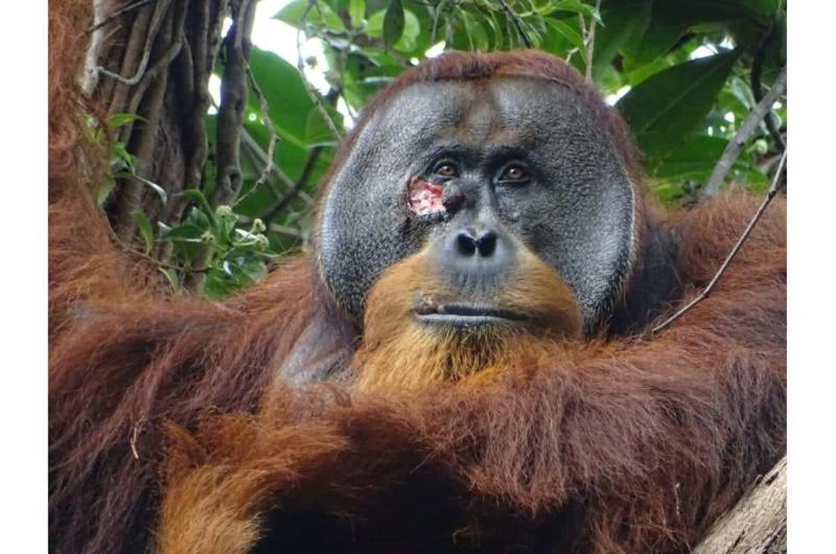 Orangutan Seen Treating Wound with Traditional Medicine A Leap in