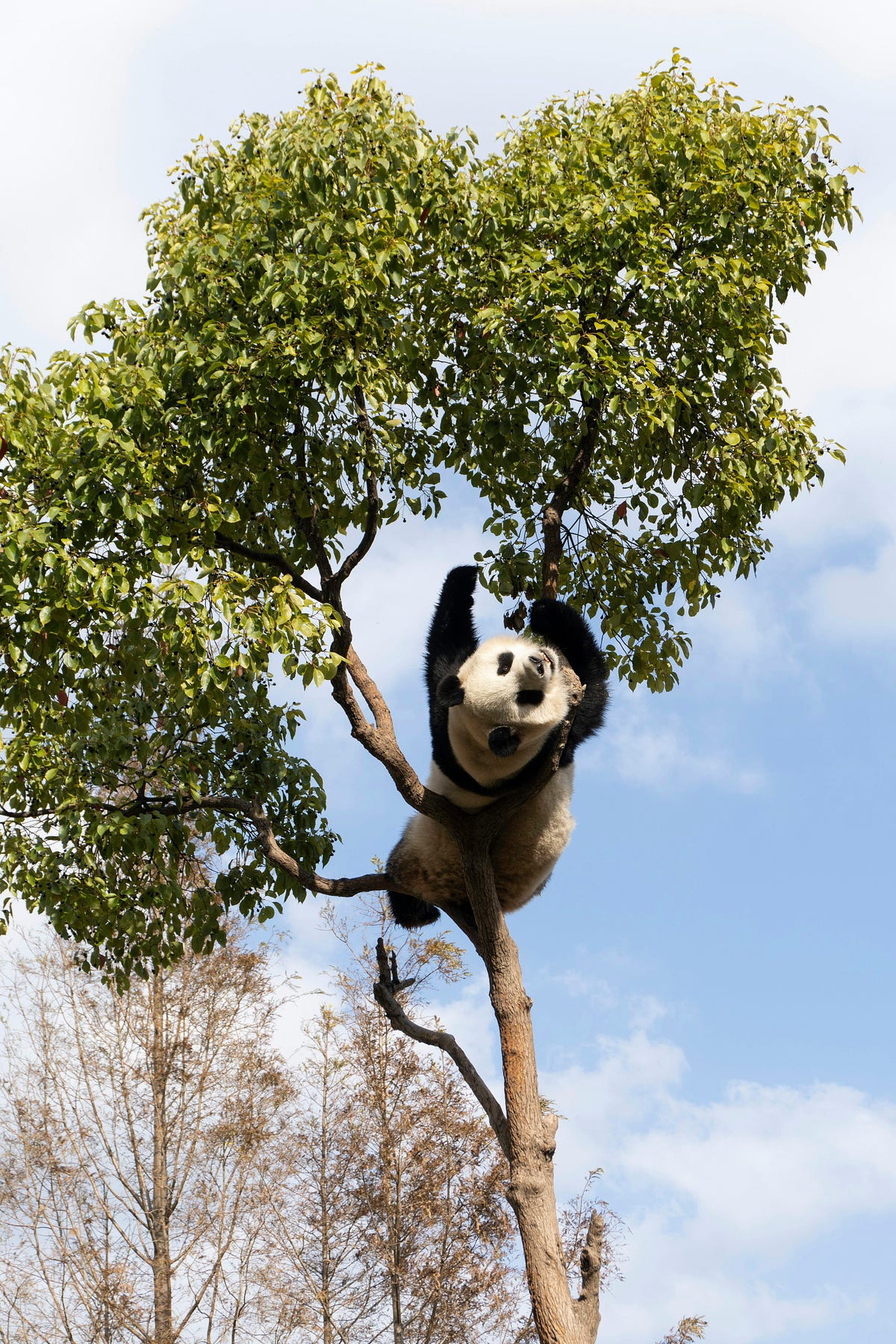 Meander Panda. Why I’m never where you leave me | by Nicole Ford Thomas ...
