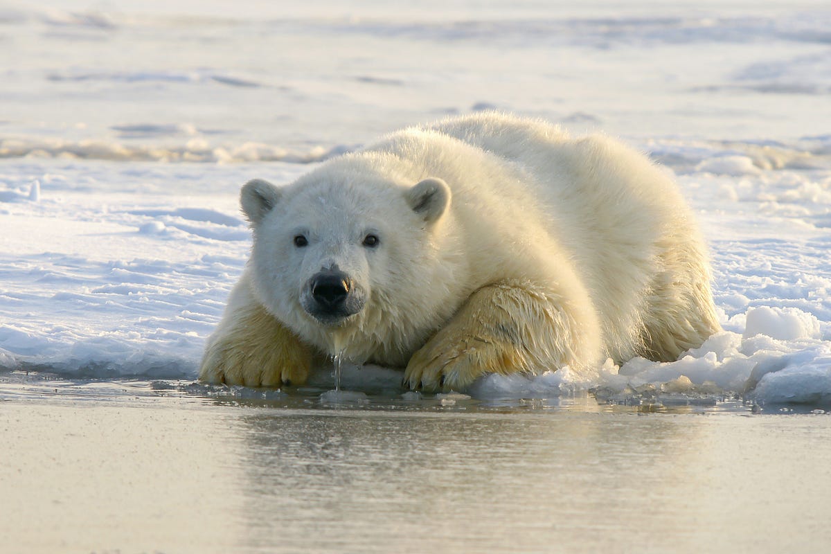 How to read a sustainability report? (Part 1/n)