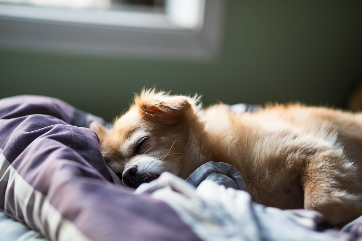 Sleep as a Service (SaaS). Sleep is really important. Here is… | by Nikhil  Thota | Medium