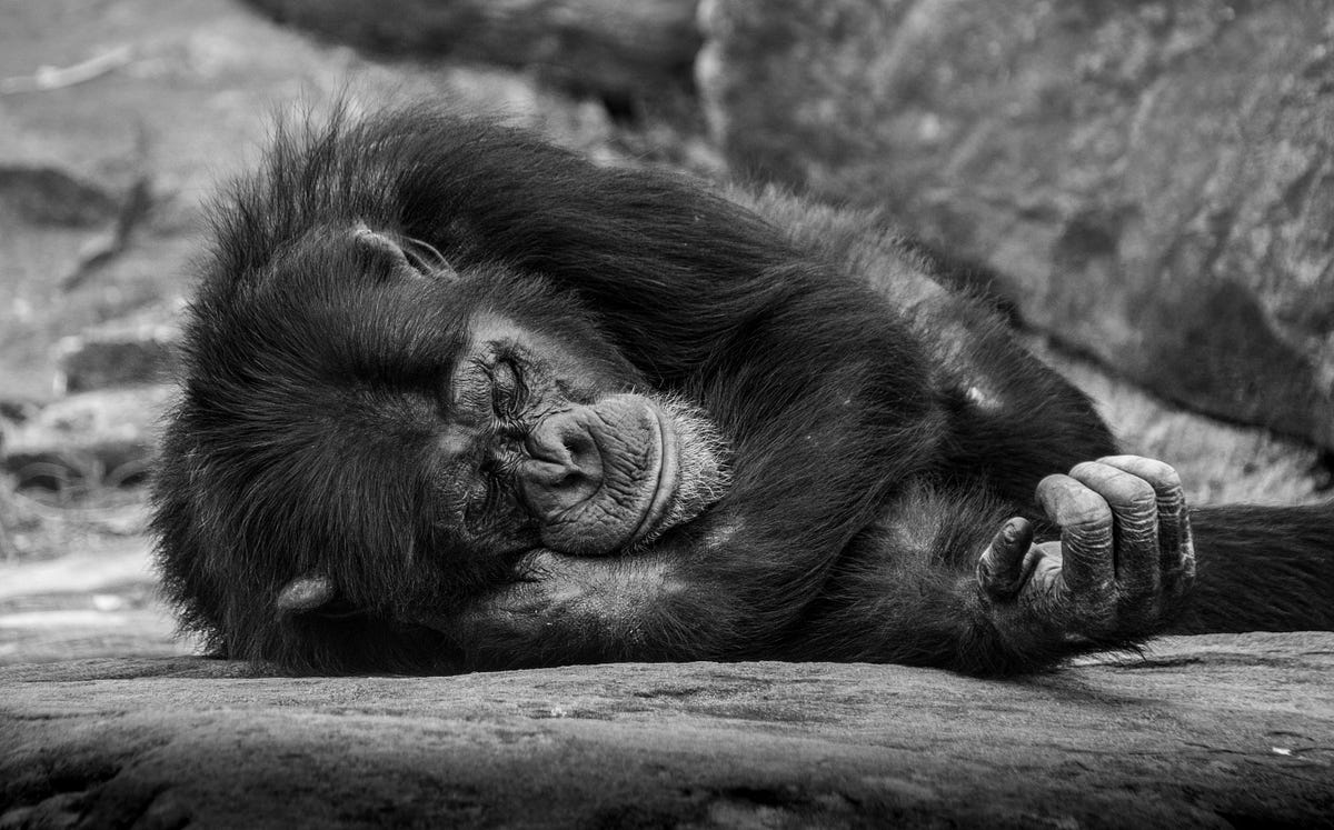 The Terrifying Kellogg Experiment: A Tragic Tale of Human-Chimpanzee