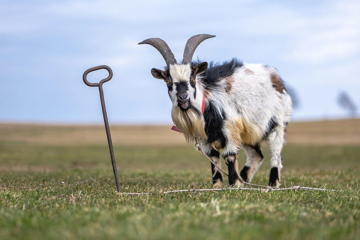 Goats Everywhere. The world according to Dave | by Iban Van der Zeyp ...