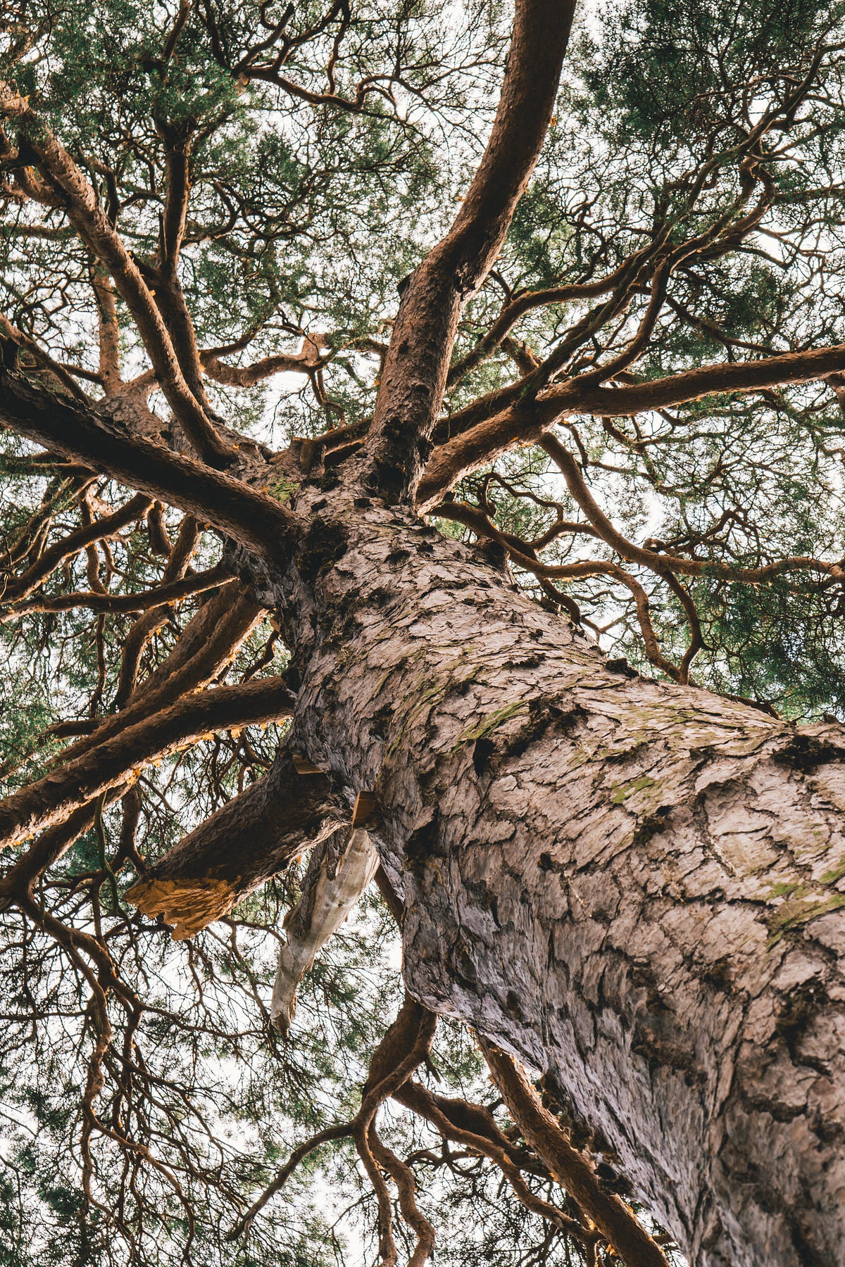 Building and Visualizing Decision Tree in Python | by Nikhil Adithyan ...