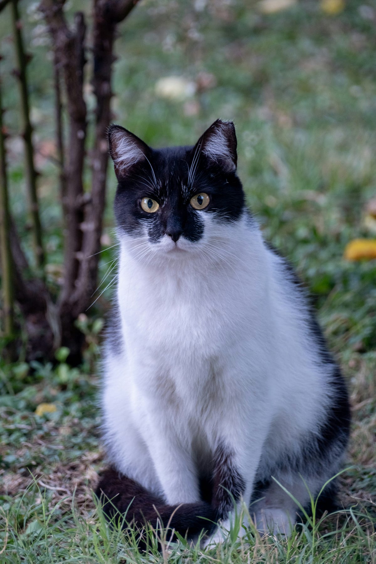 Managing Obesity in Pets. Managing obesity in pets is a crucial… | by ... - Managing Obesity In Pet Pythons