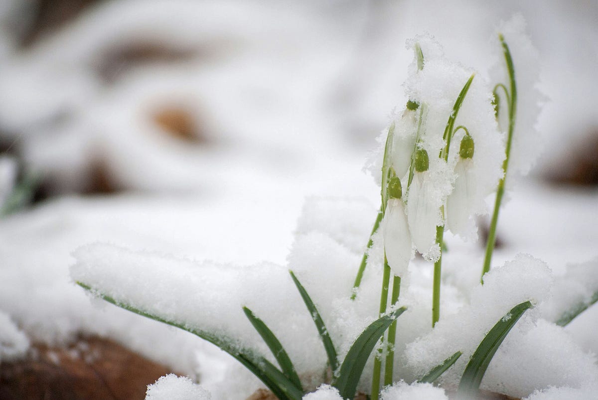 Winter Is Holding On; Spring Is Letting Go | by Jenny Wren | Middle ...